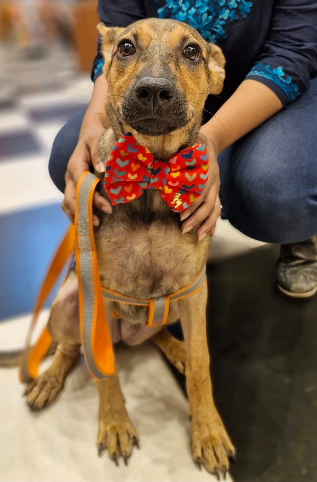 Happy rescued dog finding forever home